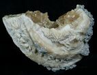 Calcite Crystal Filled Clam Fossil - #6046-1